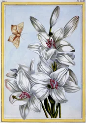 The Great White Lily